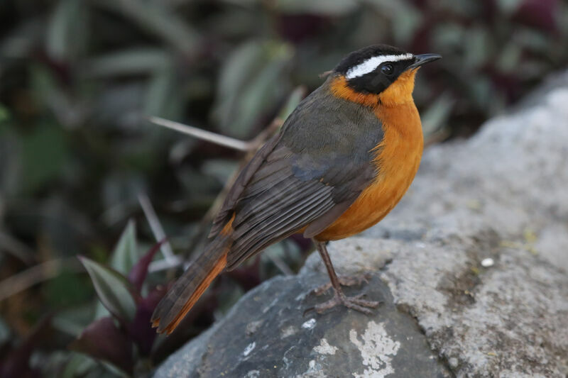 White-browed Robin-Chat