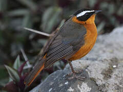 White-browed Robin-Chat