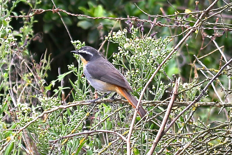 Cape Robin-Chat