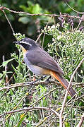 Cape Robin-Chat