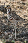 Three-banded Courser