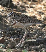 Three-banded Courser