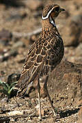 Three-banded Courser