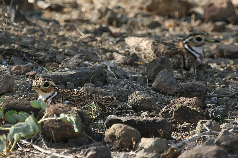 Three-banded Courser