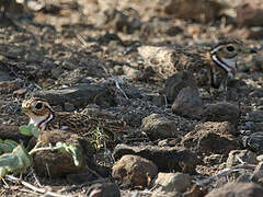 Three-banded Courser