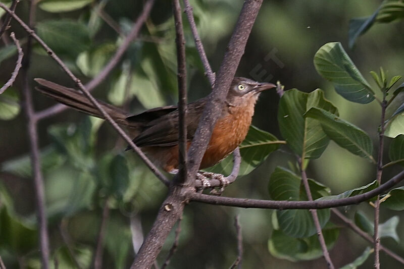 Cratérope rubigineux