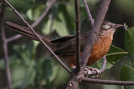 Rufous Chatterer