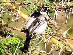 Black-backed Puffback