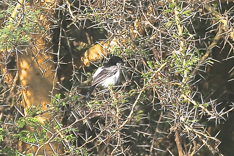 Black-backed Puffback