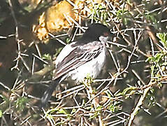 Black-backed Puffback