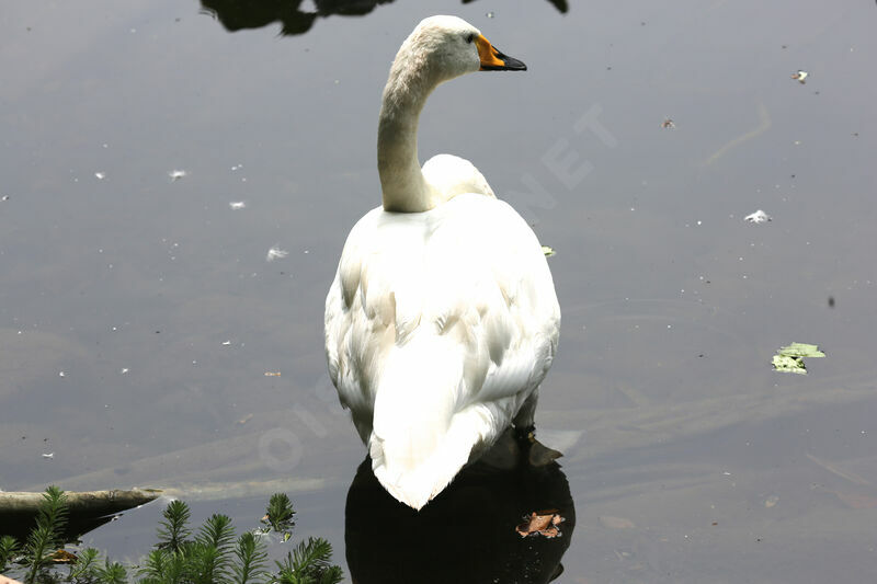 Cygne chanteur