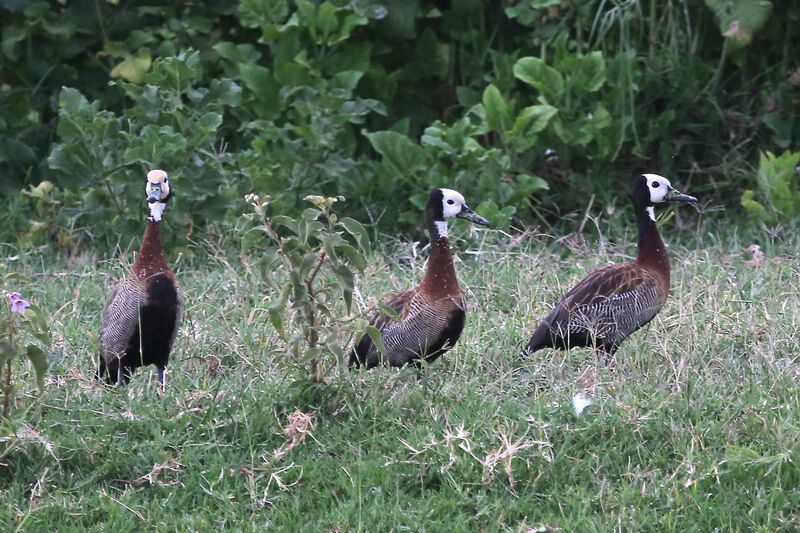 White-faced Whistling Duck