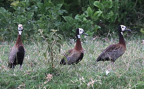 White-faced Whistling Duck