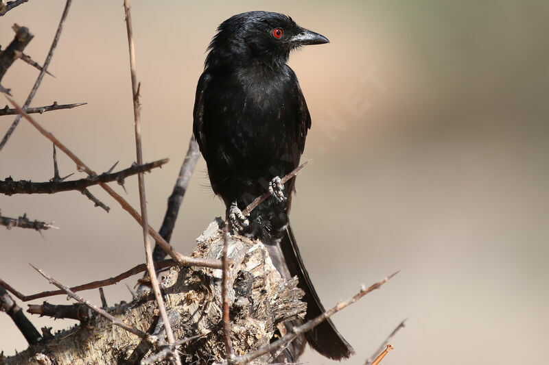 Fork-tailed Drongo