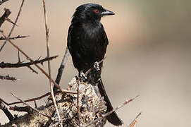 Fork-tailed Drongo