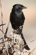 Fork-tailed Drongo