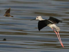 Black-winged Stilt