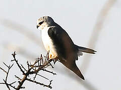 Black-winged Kite