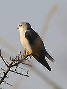 Black-winged Kite