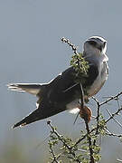 Black-winged Kite