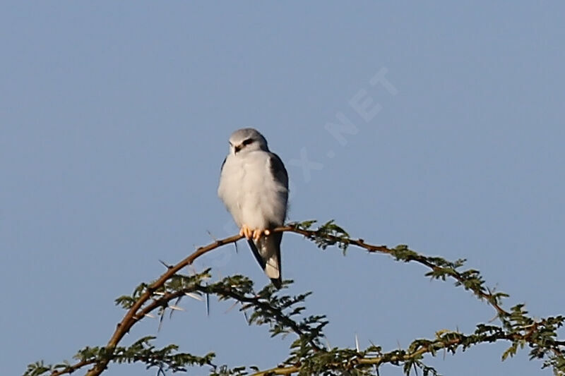 Black-winged Kite