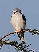 Black-winged Kite