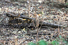 Slender-tailed Nightjar