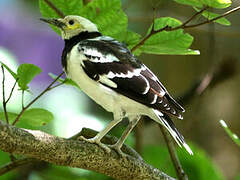 Black-collared Starling