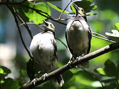 Black-collared Starling