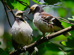 Black-collared Starling