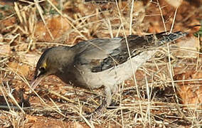 Wattled Starling