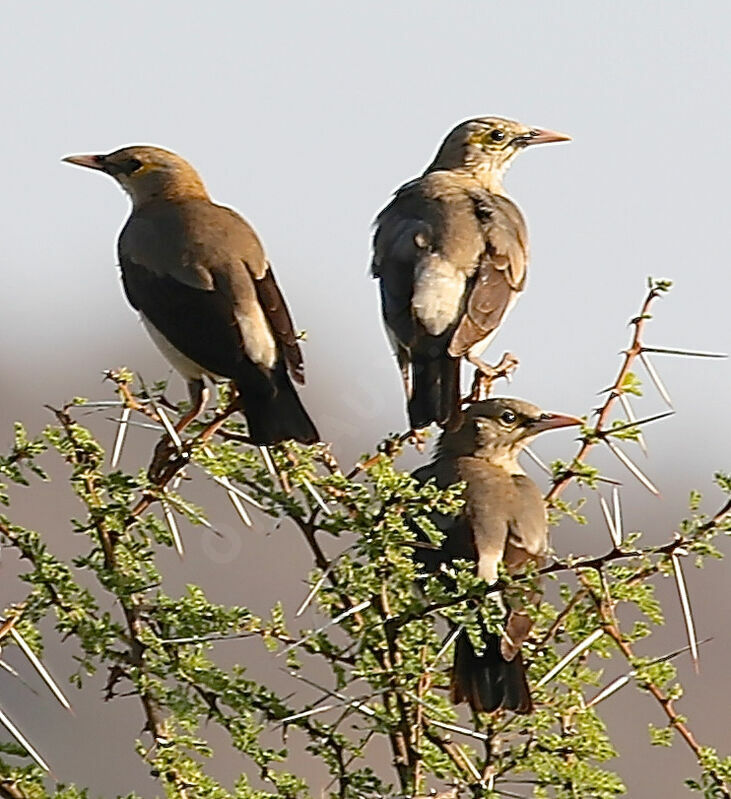 Wattled Starling