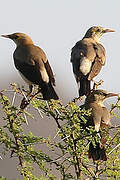 Wattled Starling