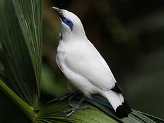 Bali Myna