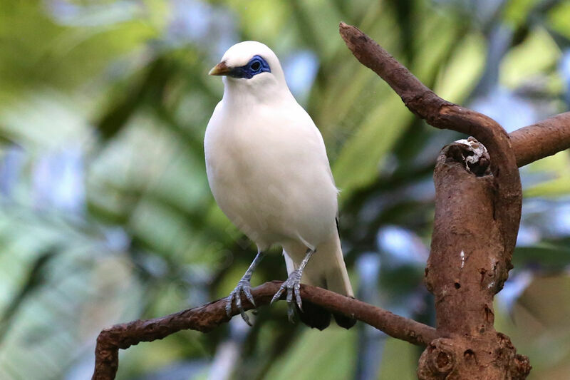 Bali Myna