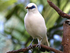 Bali Myna