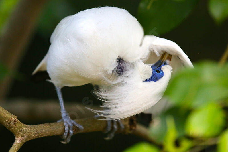 Bali Myna