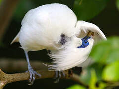 Bali Myna