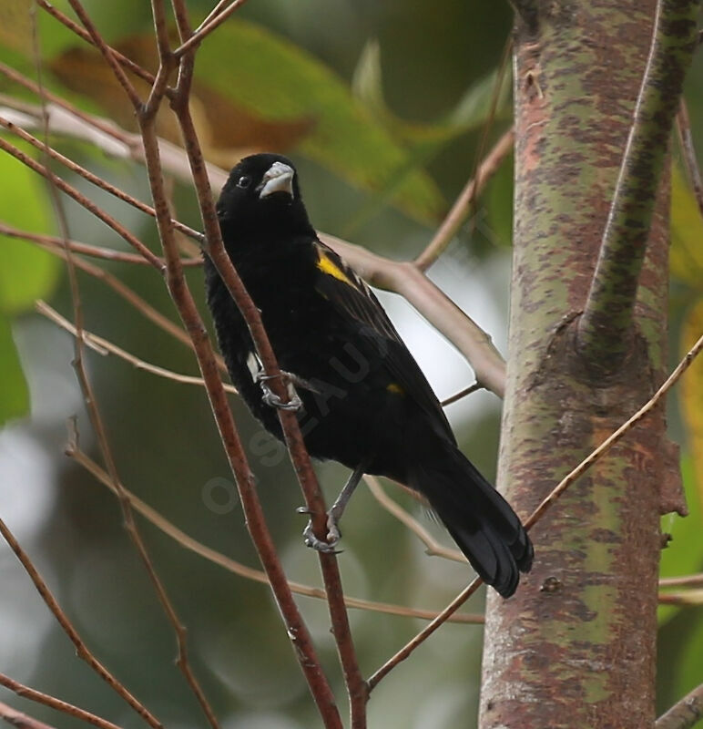 Yellow Bishop