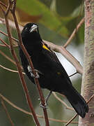 Yellow Bishop