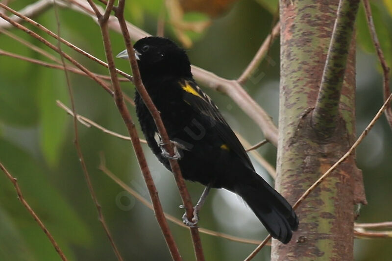 Yellow Bishop