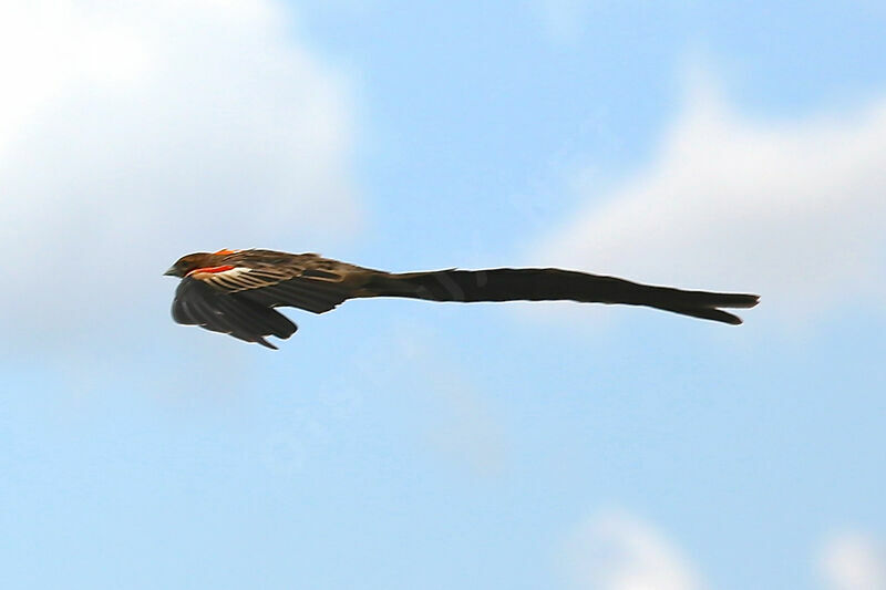 Long-tailed Widowbird