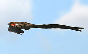 Long-tailed Widowbird