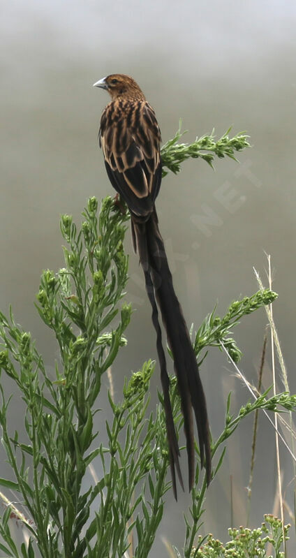 Long-tailed Widowbird