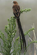 Long-tailed Widowbird