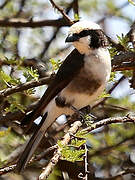 Northern White-crowned Shrike