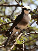 Northern White-crowned Shrike