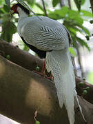 Silver Pheasant