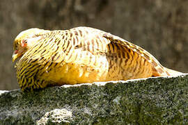 Golden Pheasant