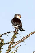 Pygmy Falcon